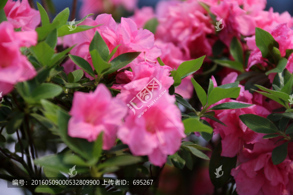 杜鵑花