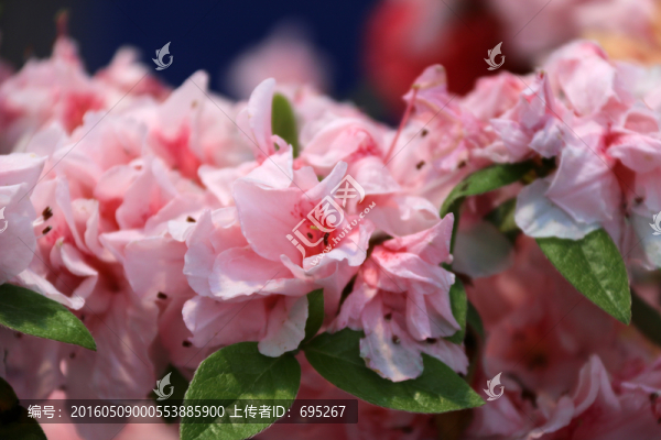 花朵