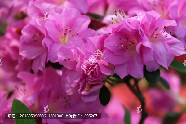 杜鵑花海