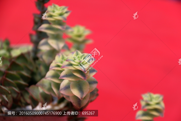 石蓮花