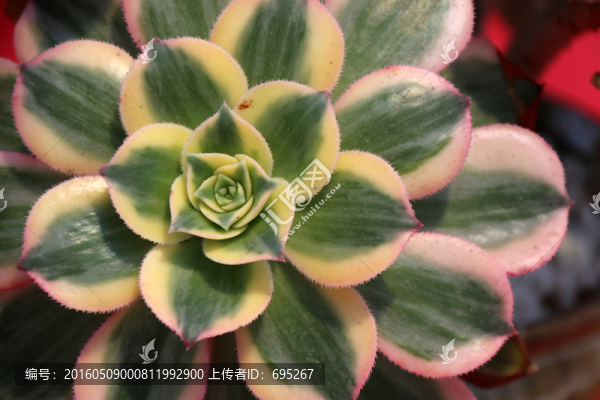 石蓮花