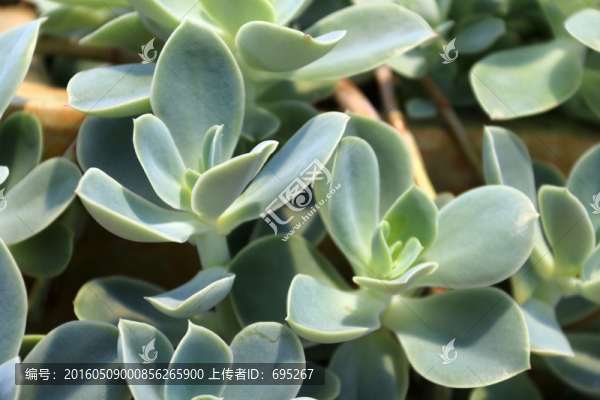 耐旱植物