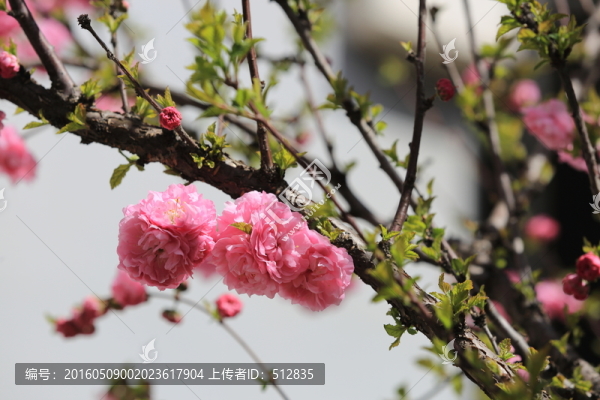 櫻桃花