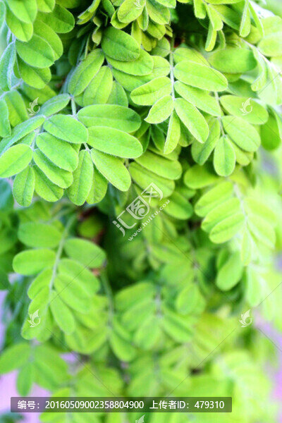 植物墻,綠葉背景,綠化墻,綠色