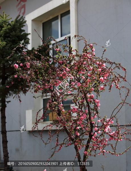 櫻桃花