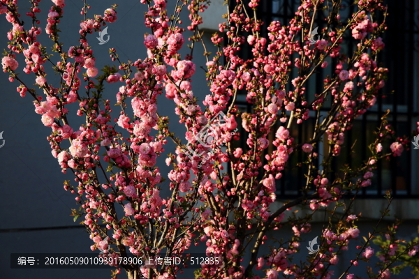櫻桃花