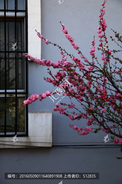 櫻桃花