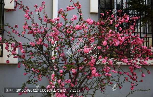 櫻桃花