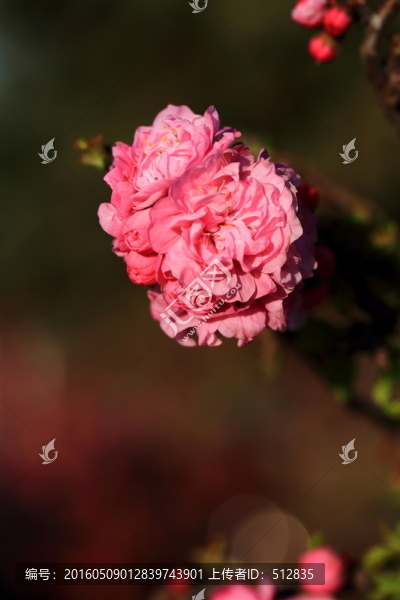 櫻桃花