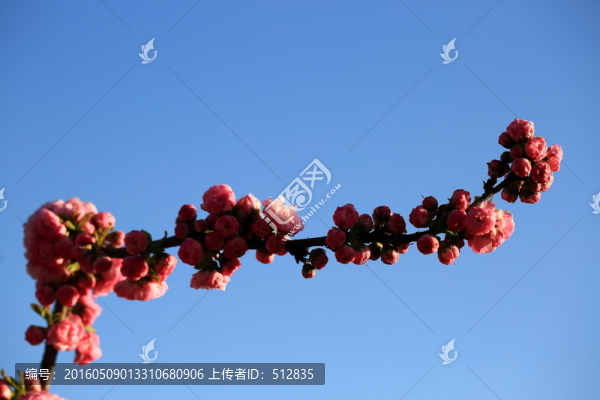 櫻桃花