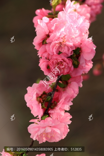 櫻桃花