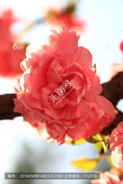 櫻桃花