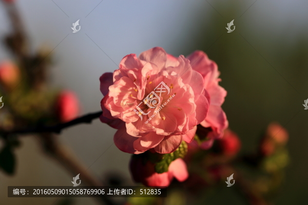櫻桃花