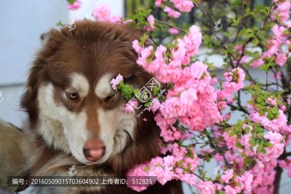 阿拉斯加狗