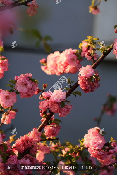 櫻桃花