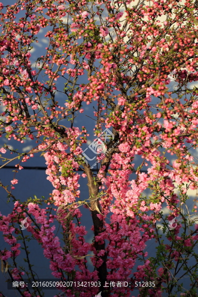櫻桃花