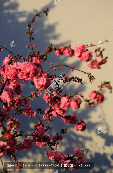 櫻桃花