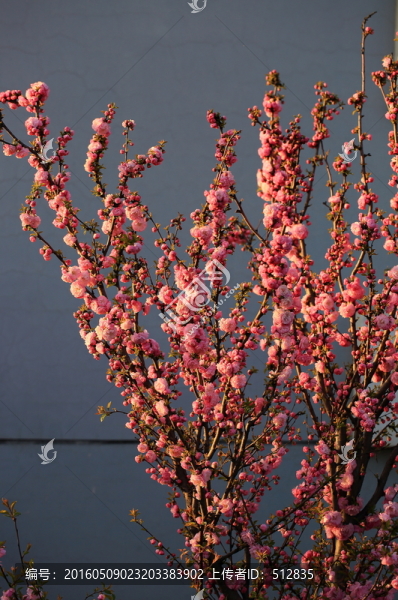 櫻桃花