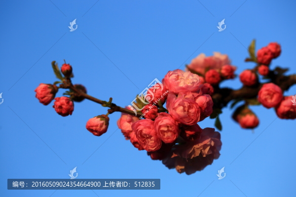櫻桃花
