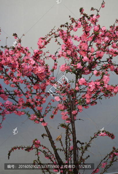 櫻桃花