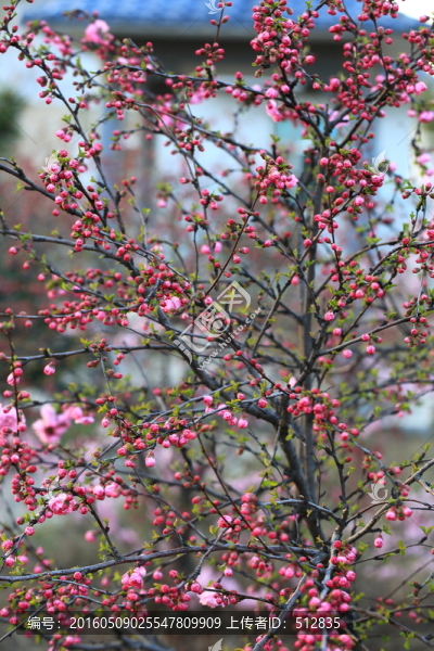 櫻桃花
