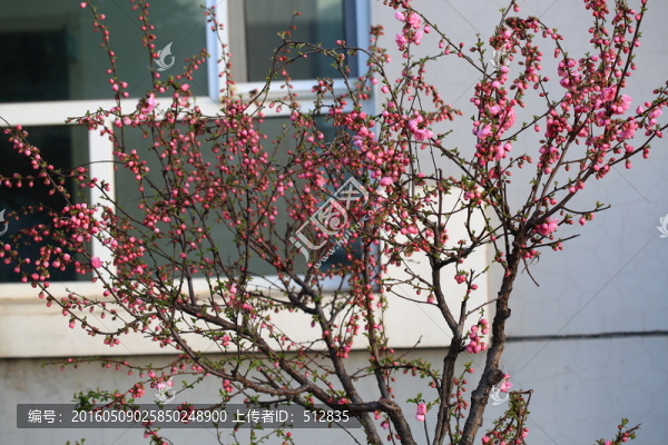 櫻桃花