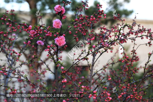 櫻桃花