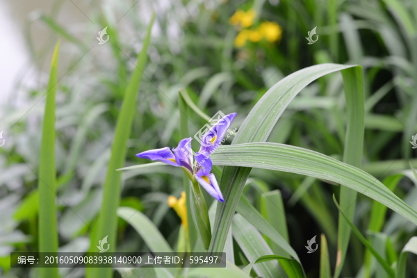 蘭花