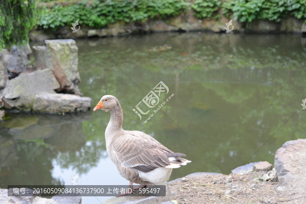 雁鵝