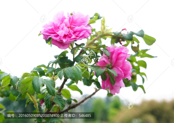 玫瑰花