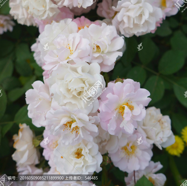 玫瑰花