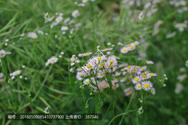 野花