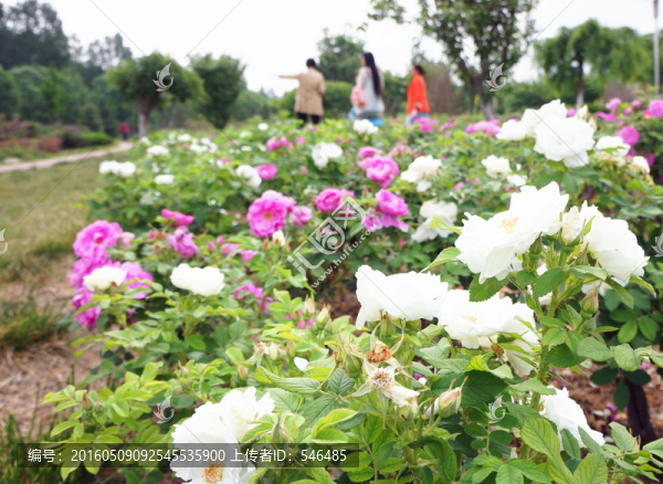 賞花,游園,玫瑰園