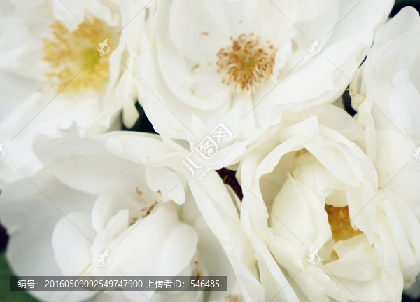白玫瑰