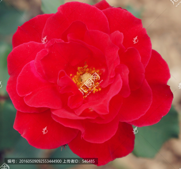 一朵紅花