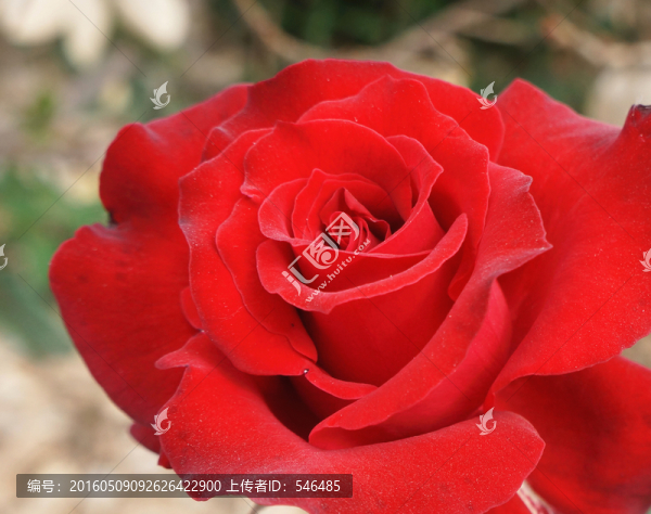 紅色花瓣,月季