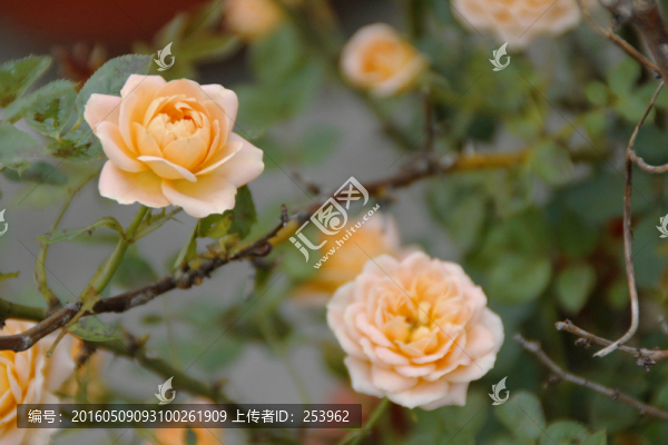 薔薇