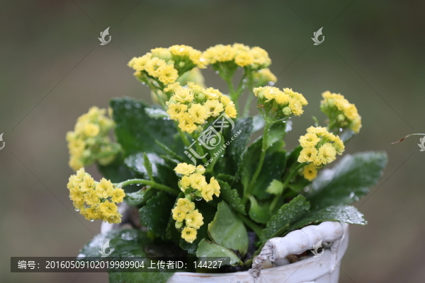圣誕伽藍菜