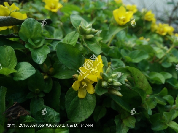 黃色小花