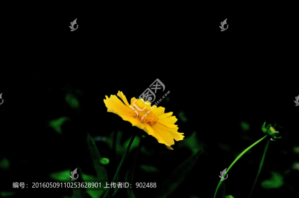 野菊花