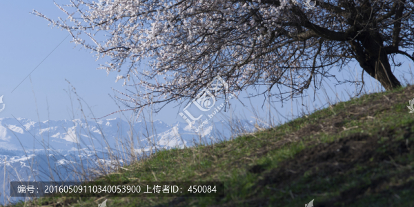 雪山