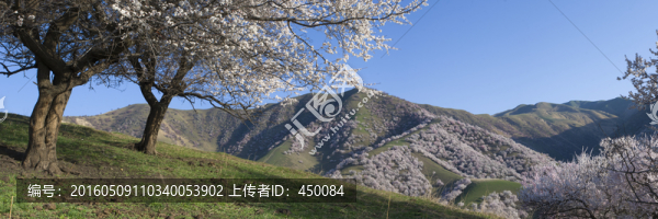 野杏花