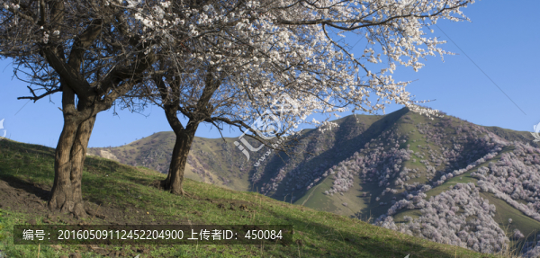 野杏花