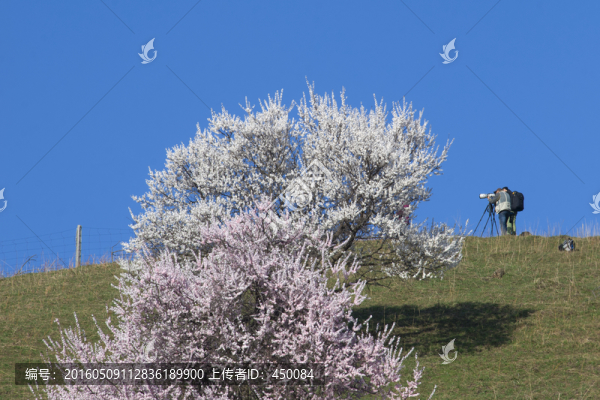 天山之春