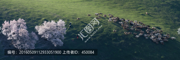 天山之春