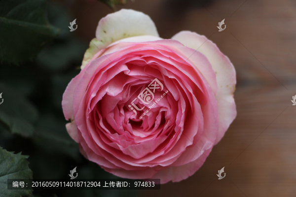 月季