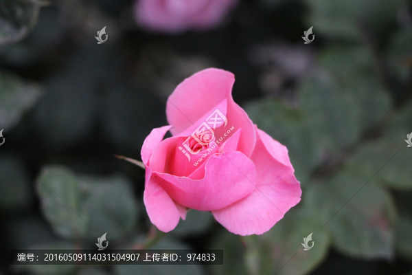 玫瑰