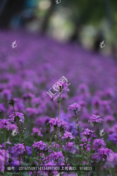 紫花
