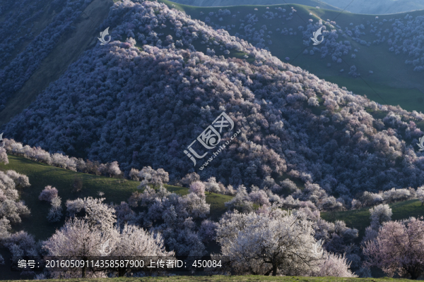 野杏花