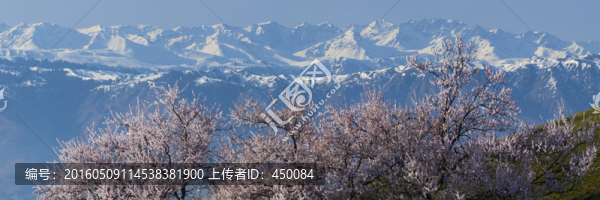 野杏花